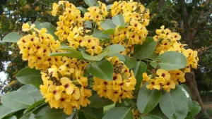 RAKTACHANDAN (Pterocarpus santalinus)