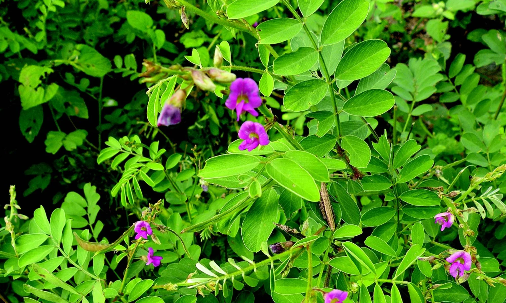 SARPANKHA (Tephrosia purpurea)