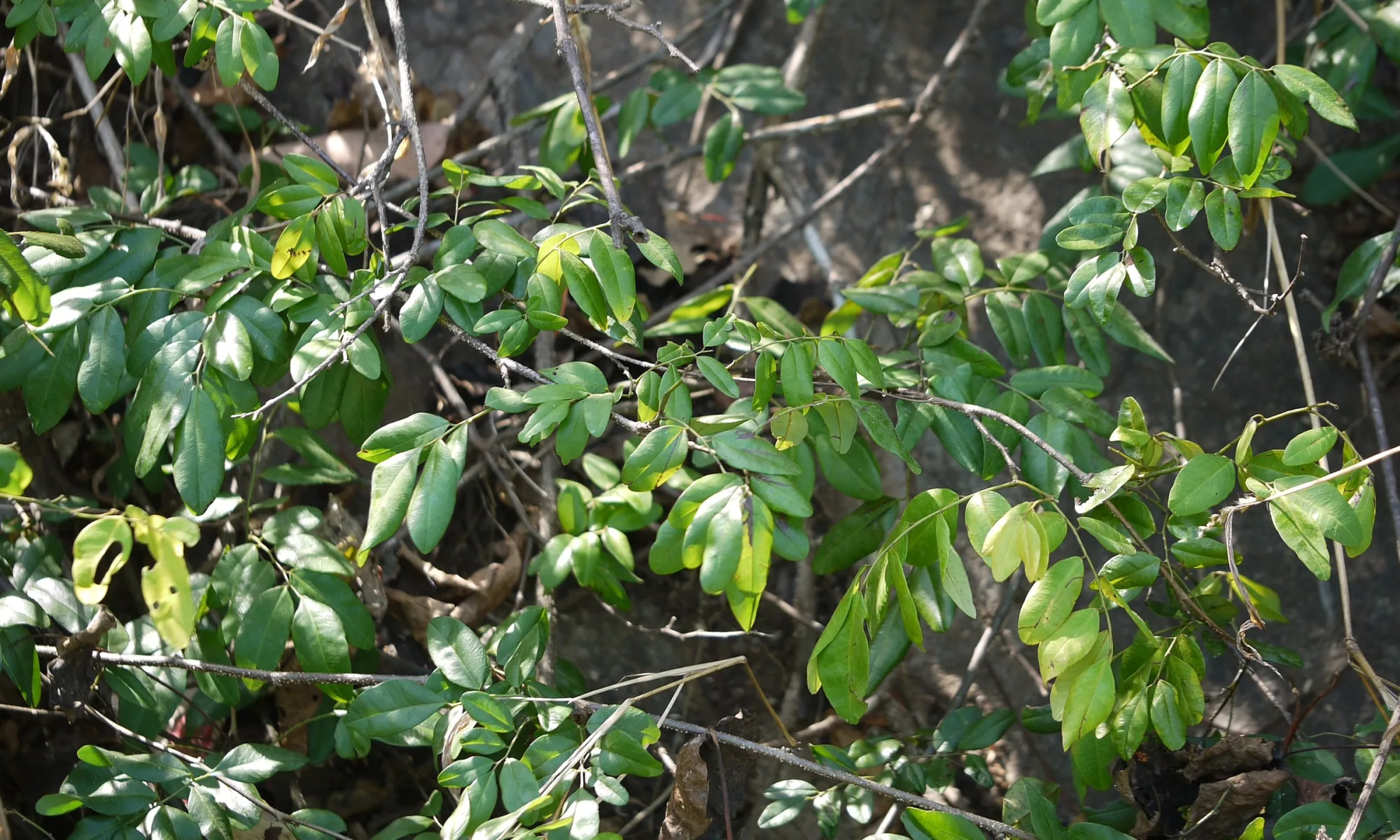 VARDHARA BEEJ (Rourea santaloides)