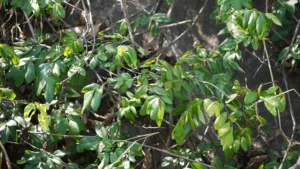 VARDHARA BEEJ (Rourea santaloides)