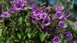 VARDHARA BEEJ (Rourea santaloides)