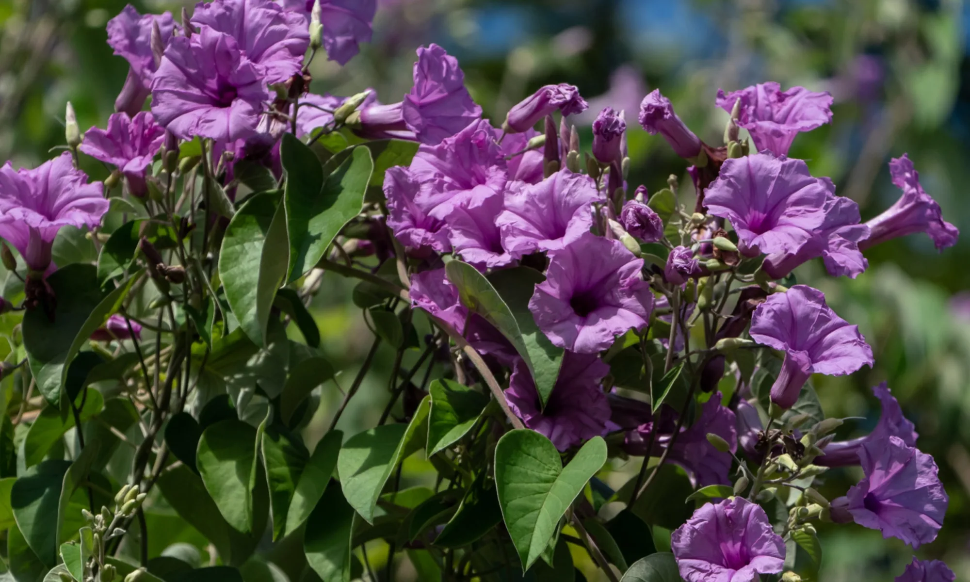 Vidarikand (Ipomoea digitata)