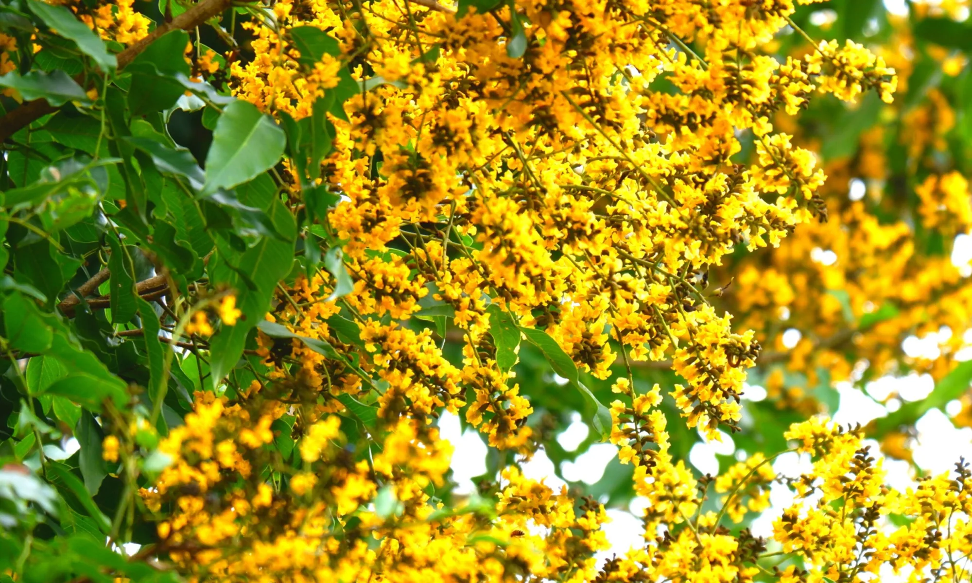 BIJSAR (Pterocarpus marsupium)