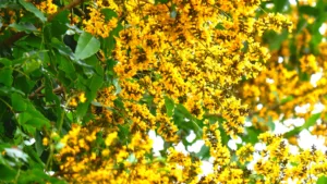 BIJSAR (Pterocarpus marsupium)