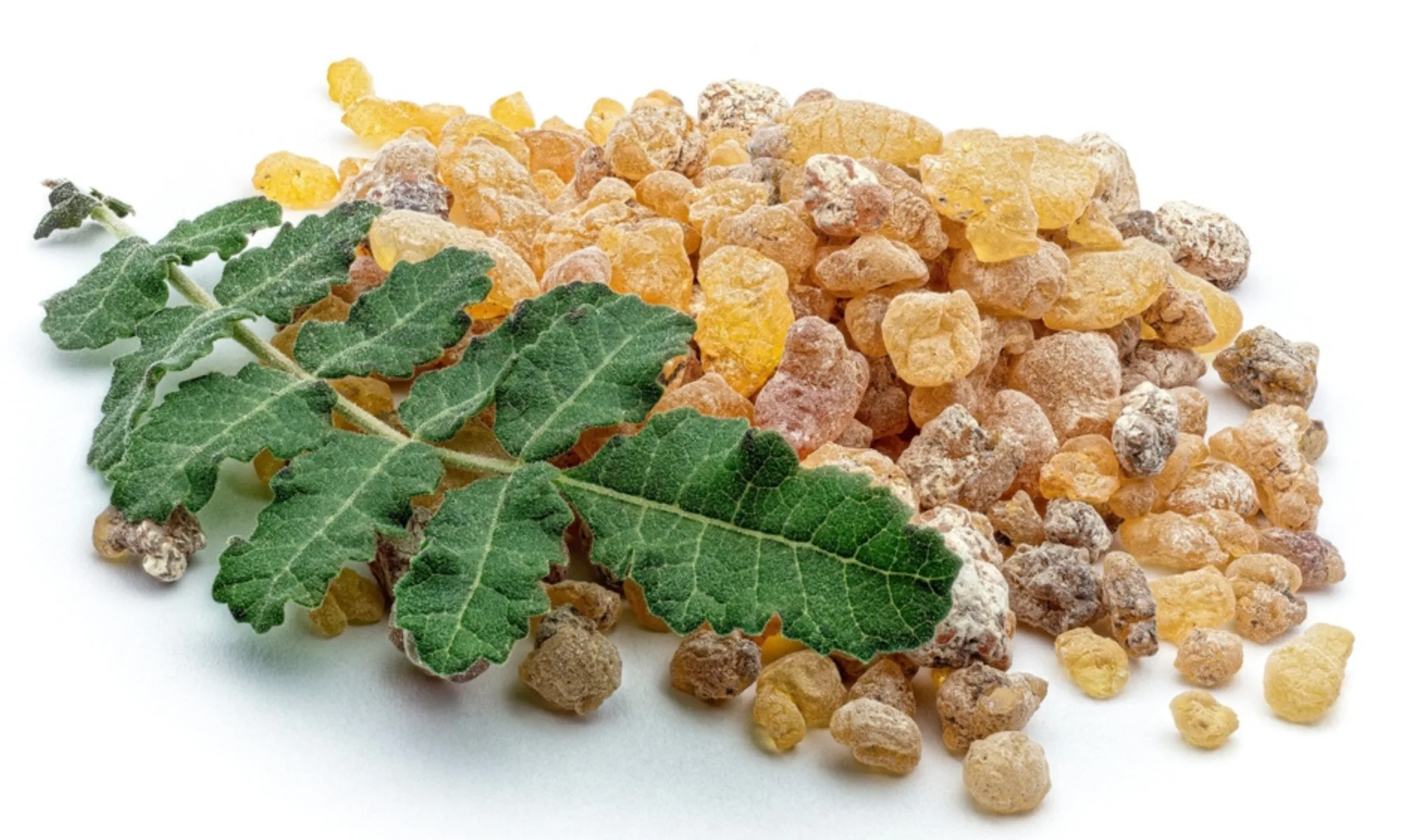 Sallaki (Boswellia serrata)