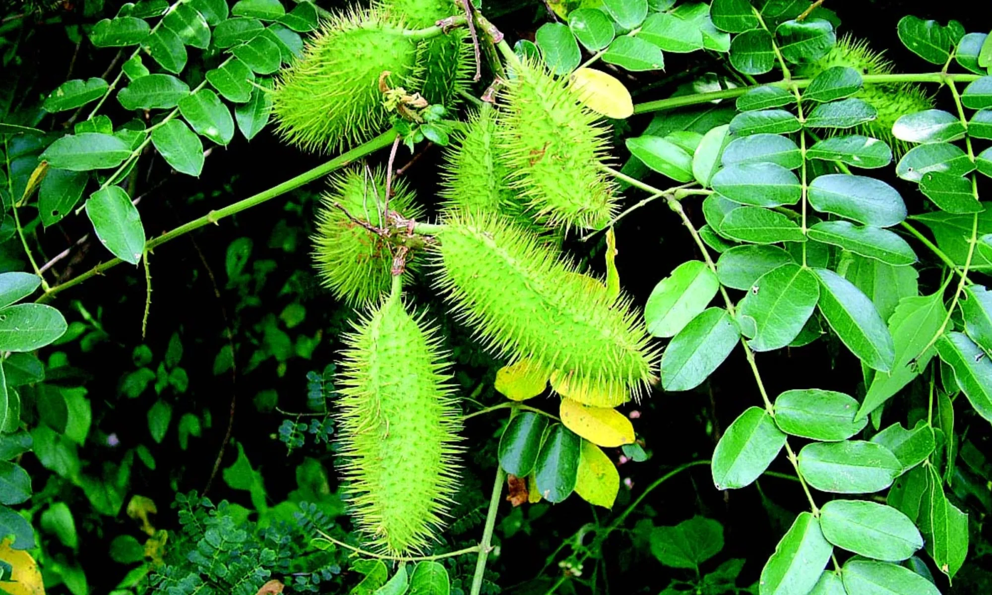 Putikaranja (Caesalpinia bonducella)