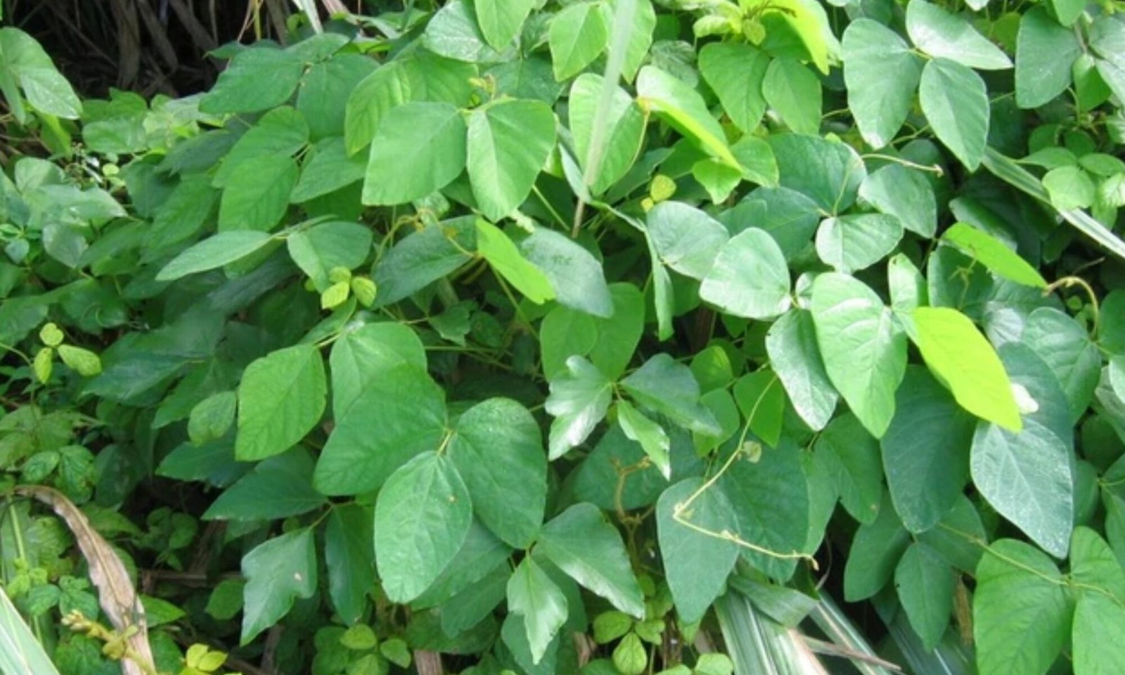 Kapikacchu (Mucuna pruriens)