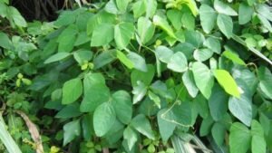 Kapikacchu (Mucuna pruriens)