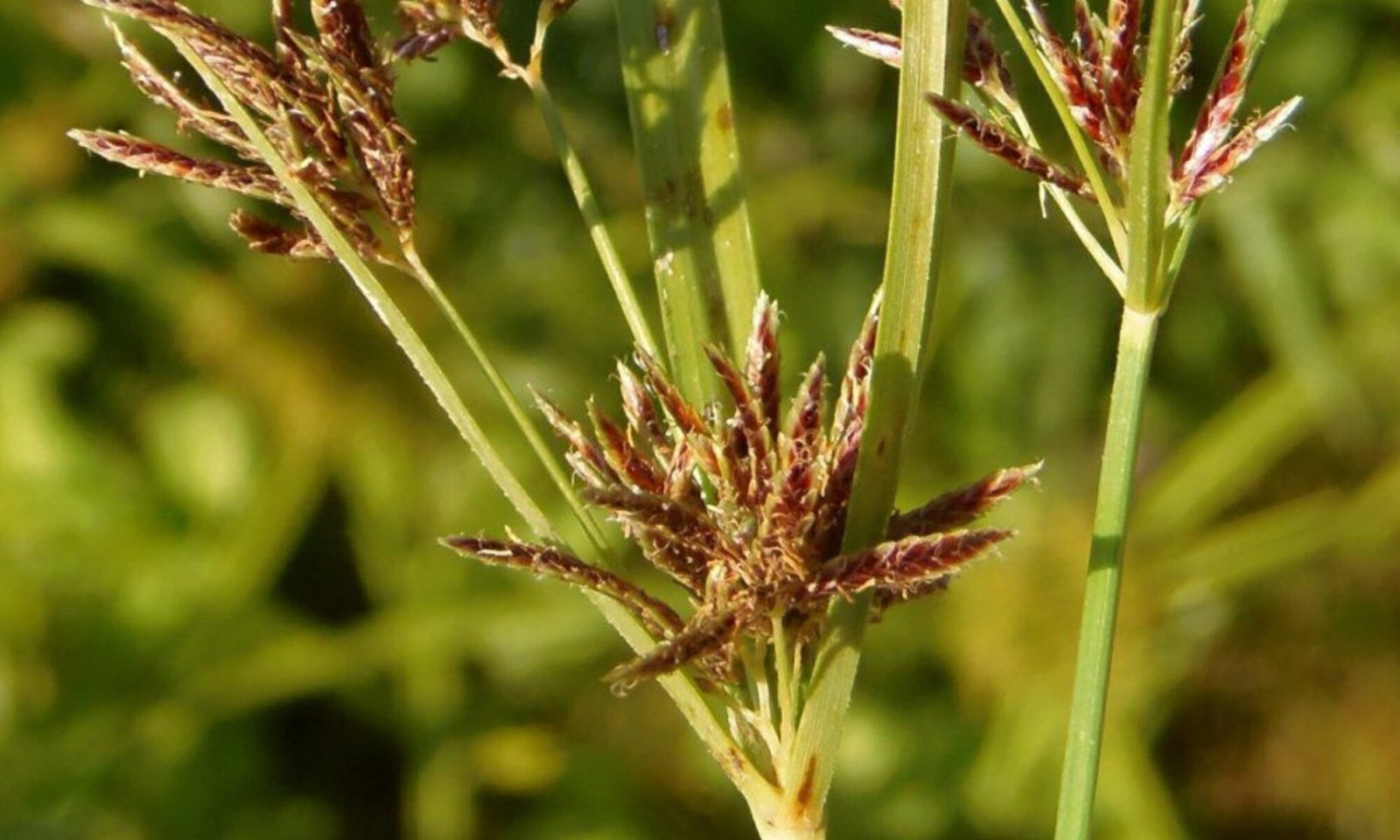 Nagarmotha (Cyperus rotundus)