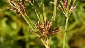 Nagarmotha (Cyperus rotundus)
