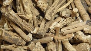 Nishoth (Operculina turpethum)