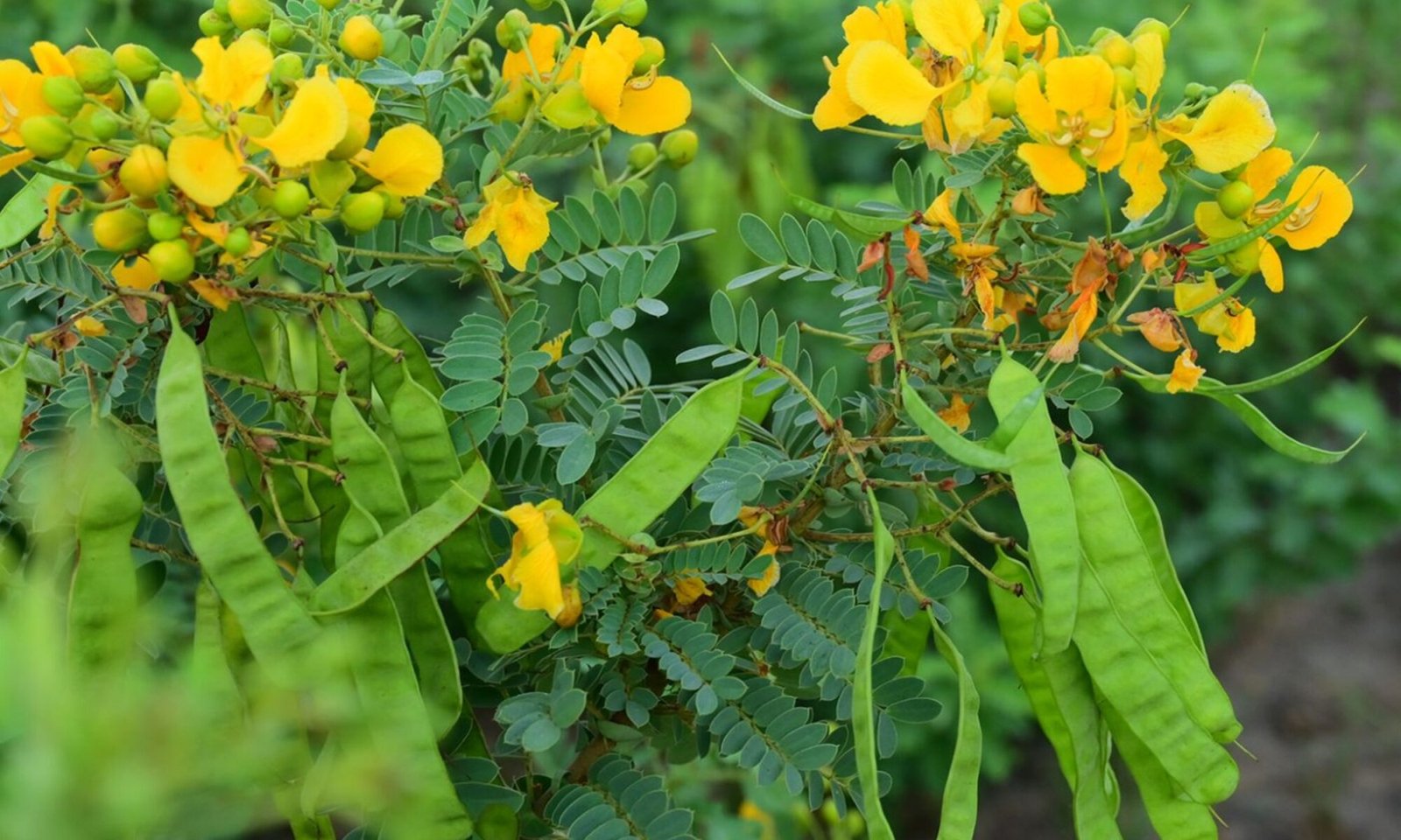 SONAMUKHI (Cassia angustifolia)