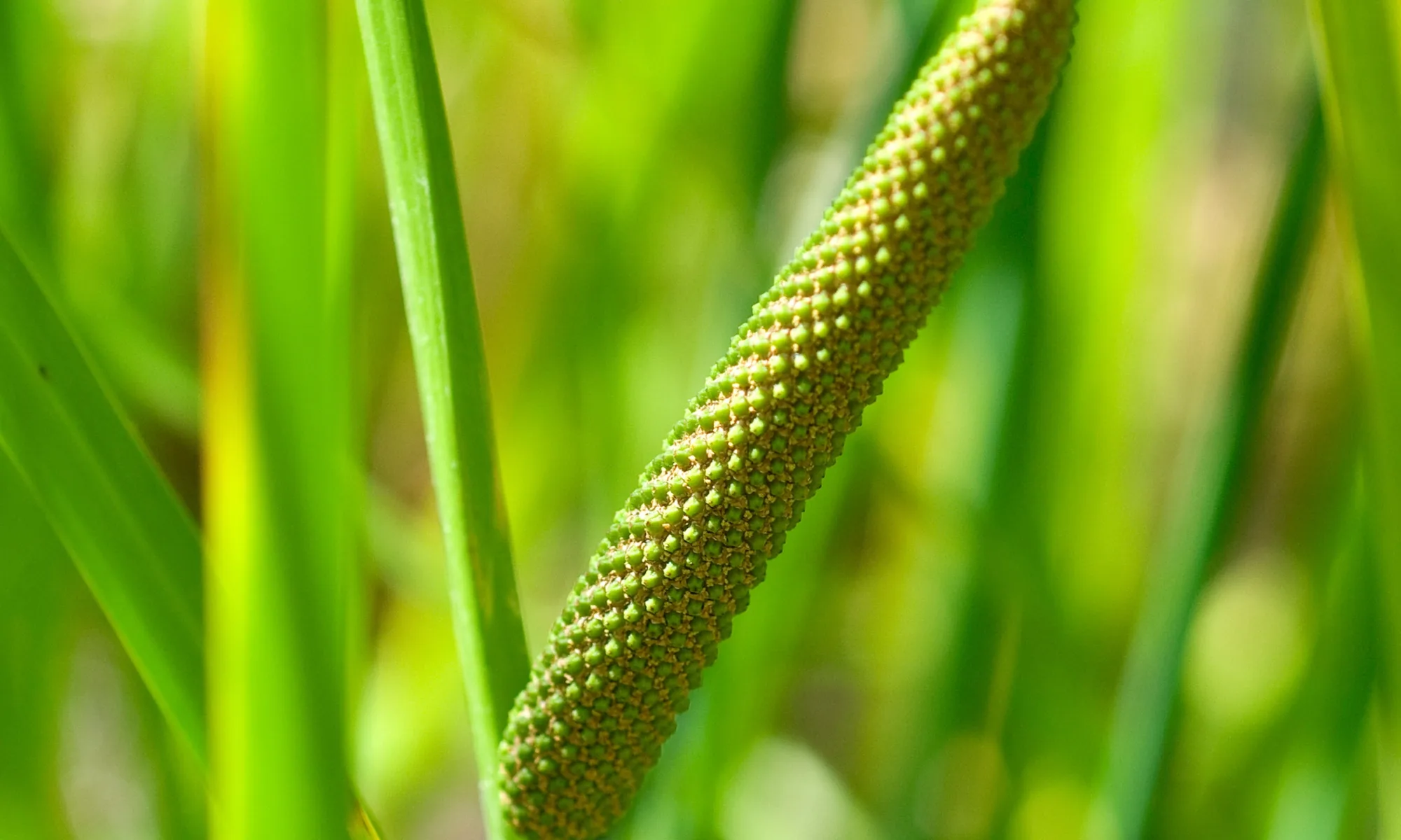 Vaj (Acorus calamus)