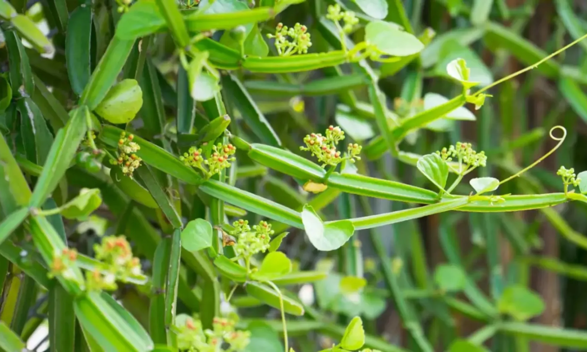 Asthishrinkhla ( cissus quadrangularis )