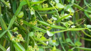 Asthishrinkhla ( cissus quadrangularis )