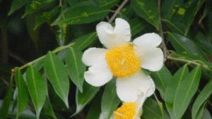 NAGKESHAR (Mesua ferrea)