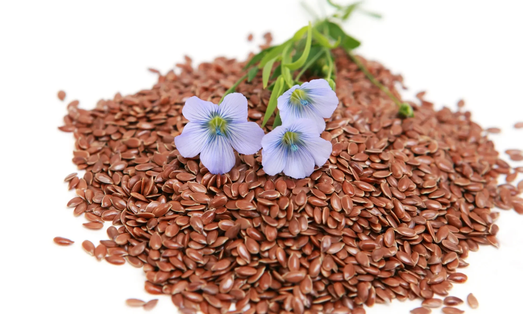 Alsi (Linum usitatissimum)