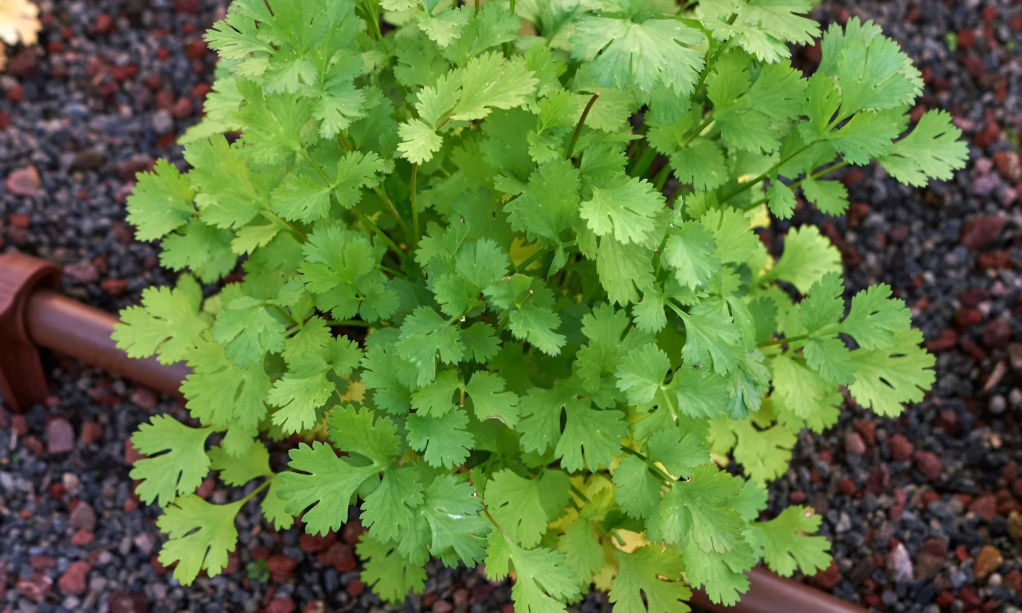 Coriander (Coriandrum sativum)