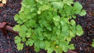 Coriander (Coriandrum sativum)