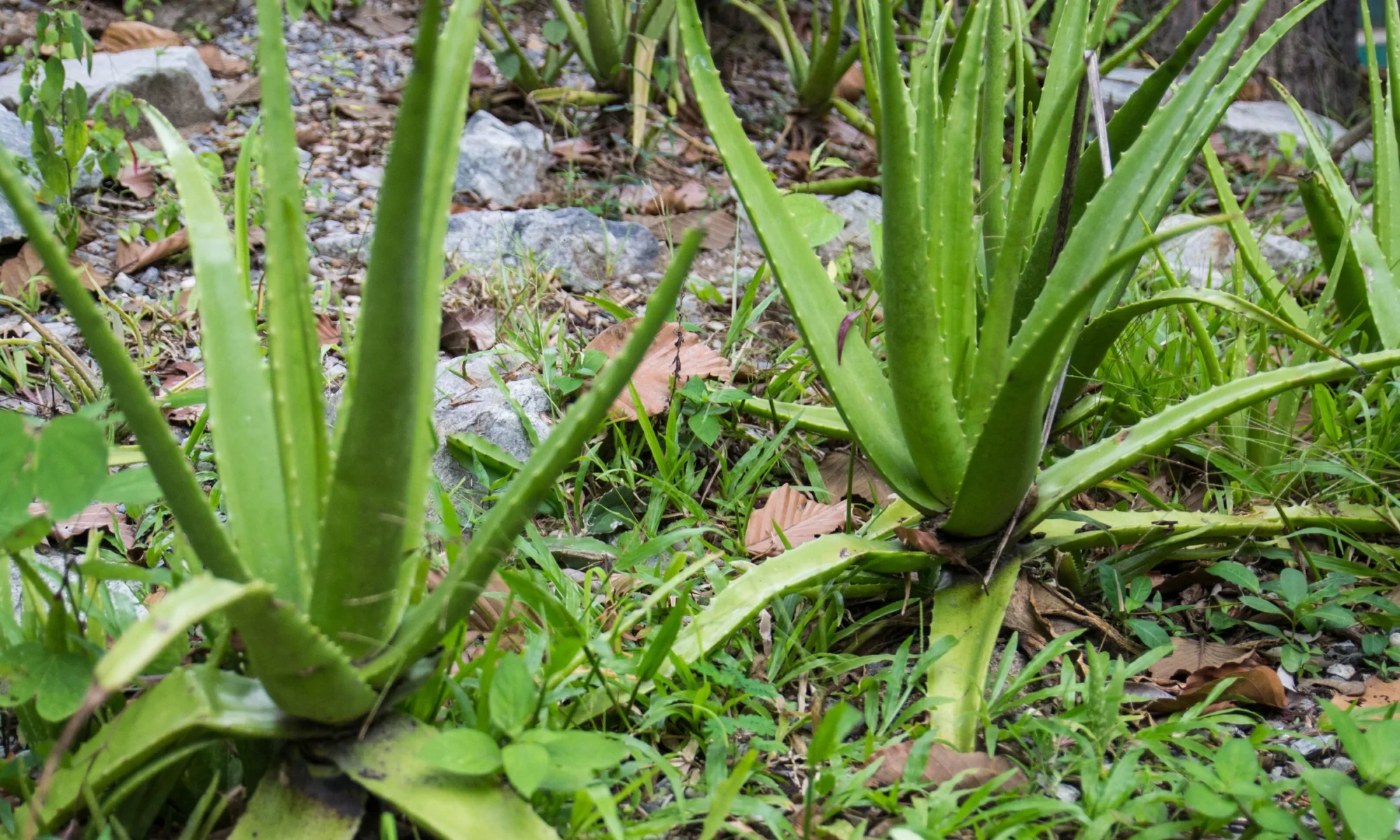 Ghritkumari (Aloe barbadensis)