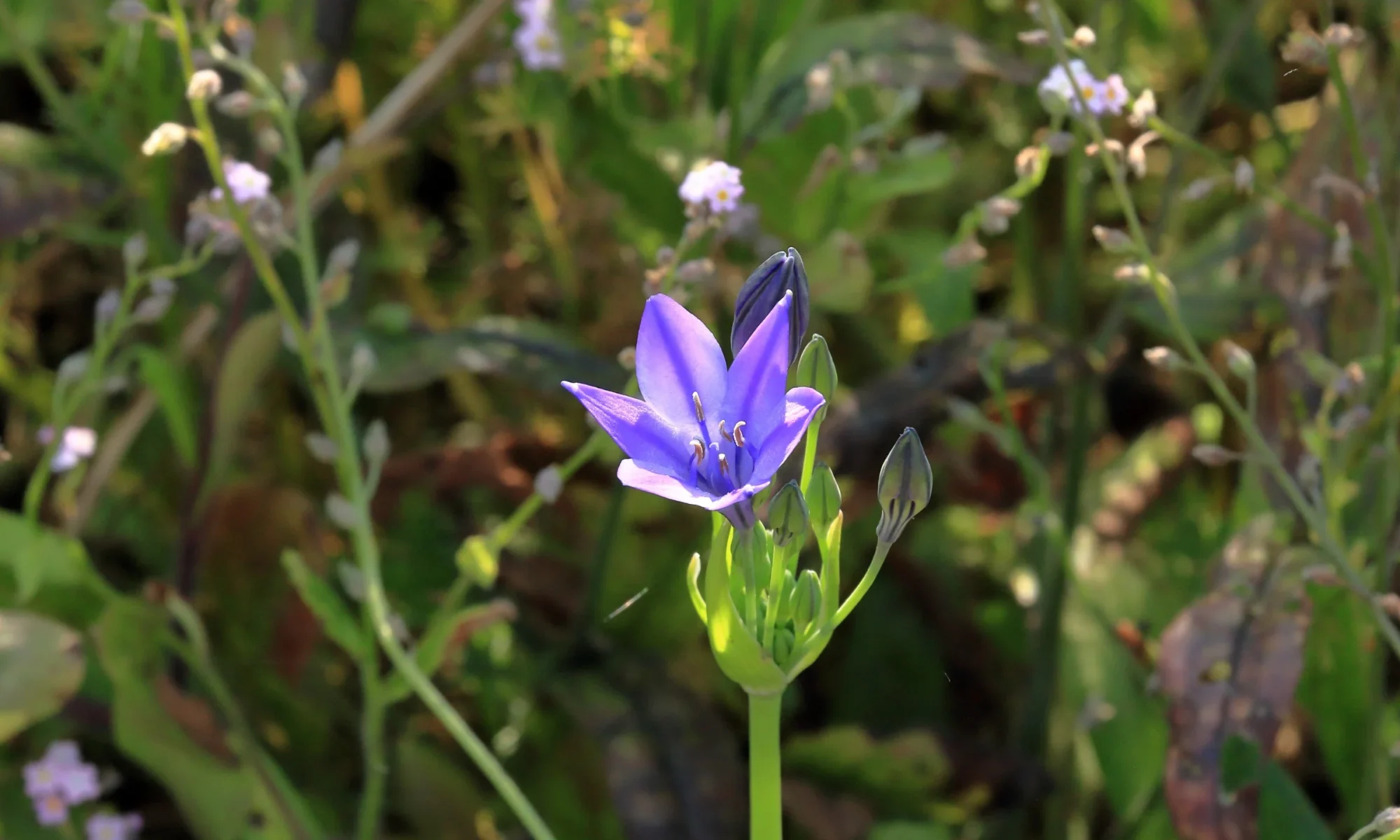 Chiryata (Swertia chirayita)