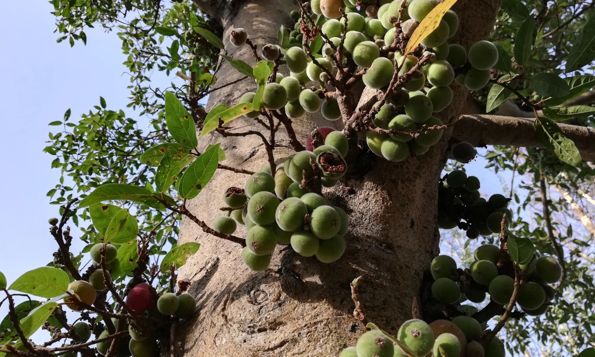 Udamber Ghan ( Ficus glomerata)
