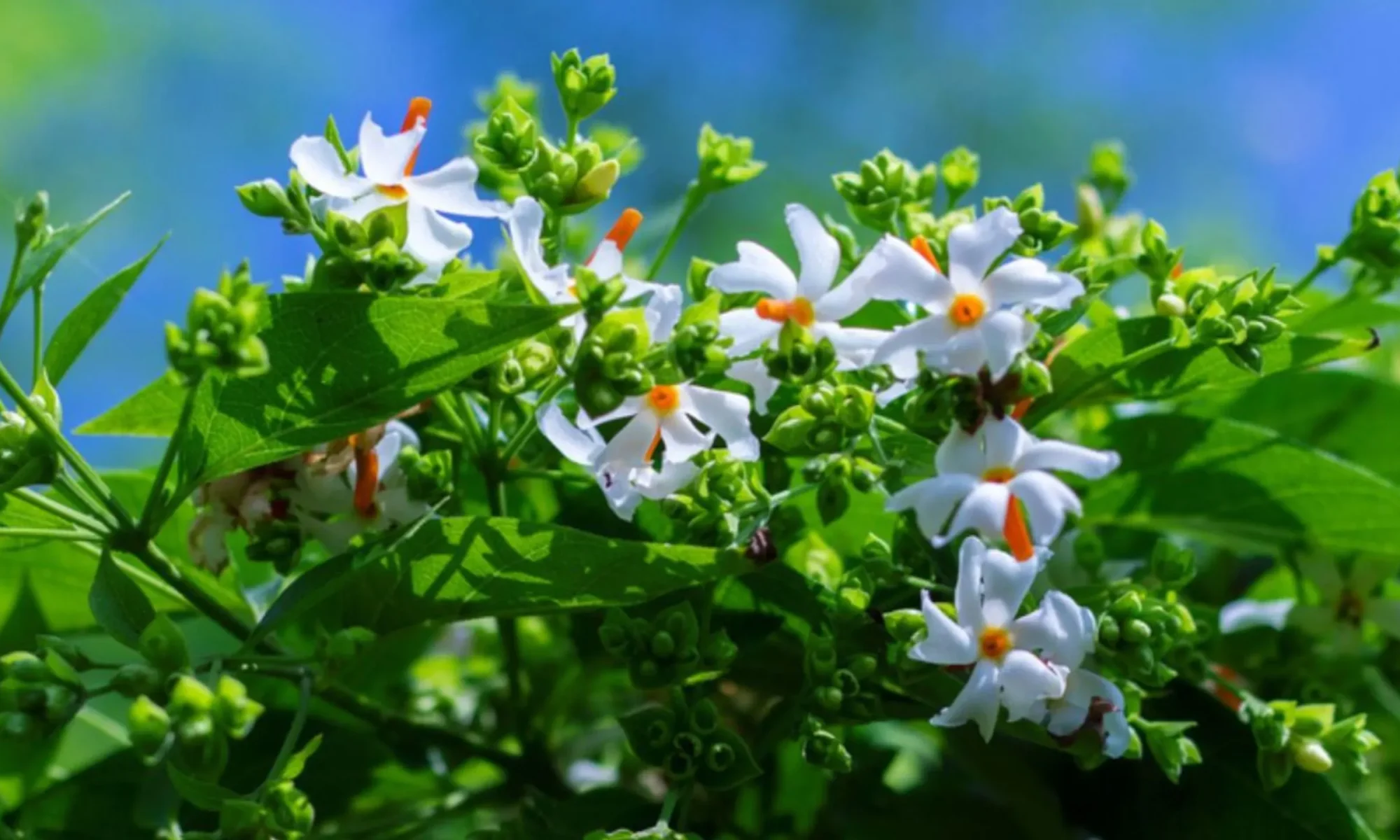 Harsingra ( Nyctanthes arbortristis)