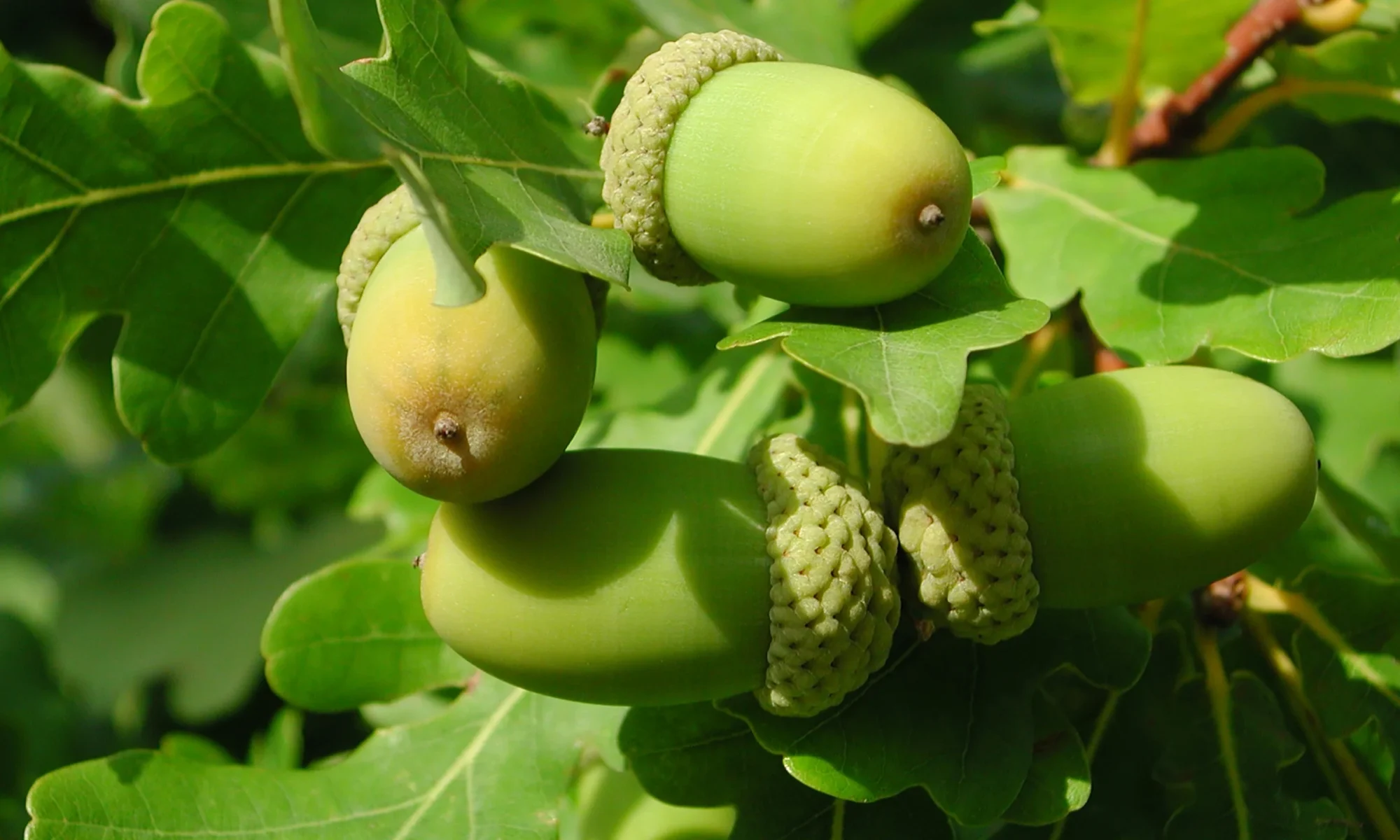 Mayu (Quercus infectoria)