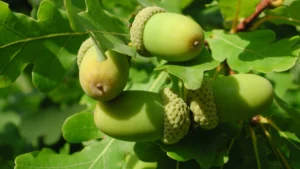 Mayu (Quercus infectoria)