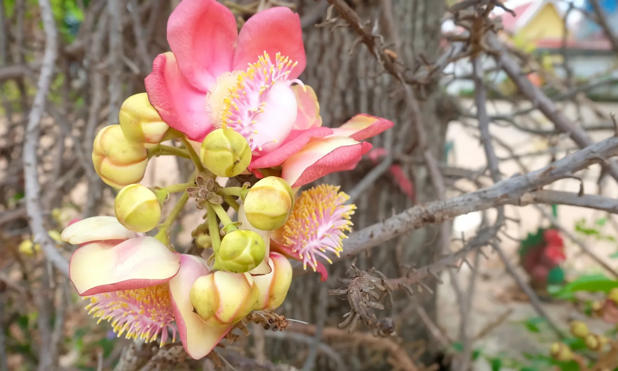 Raal (Shorea robusta)