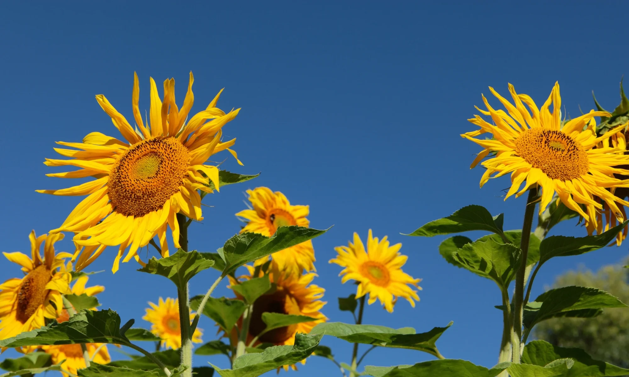 Surajmukhi ( Helianthus annuus )