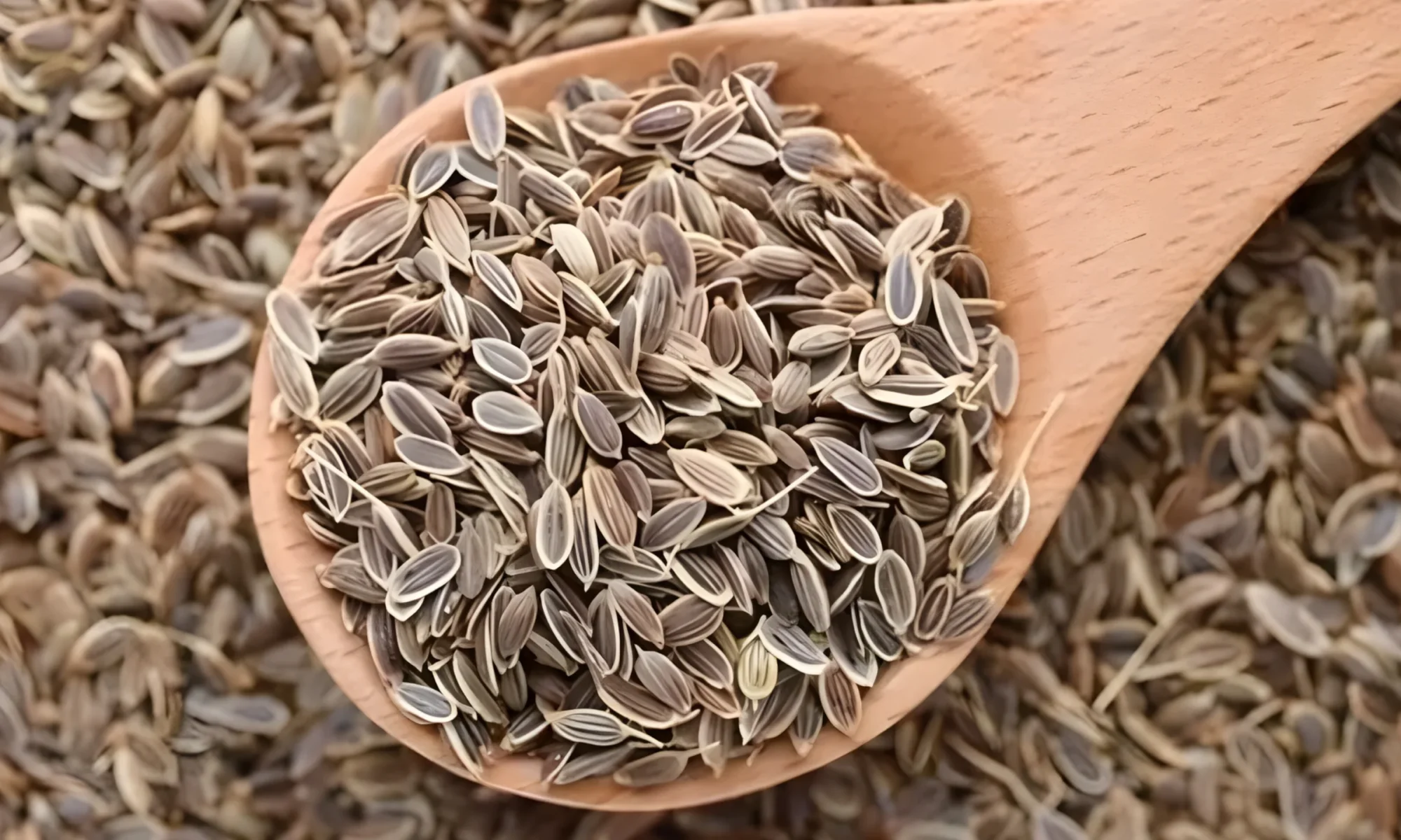 Suva ( Anethum Sowa)