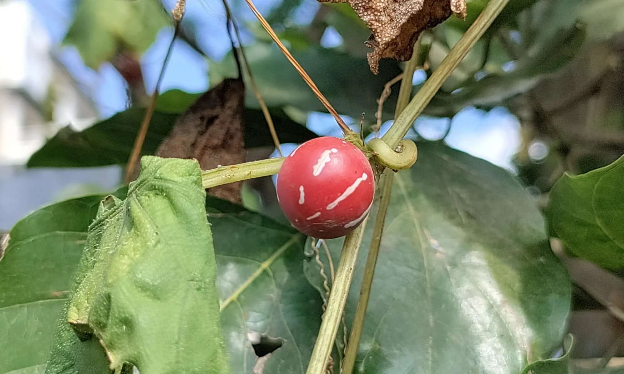 shivlingi beej (Bryonia laciniosa)