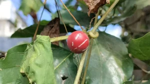 shivlingi beej (Bryonia laciniosa)