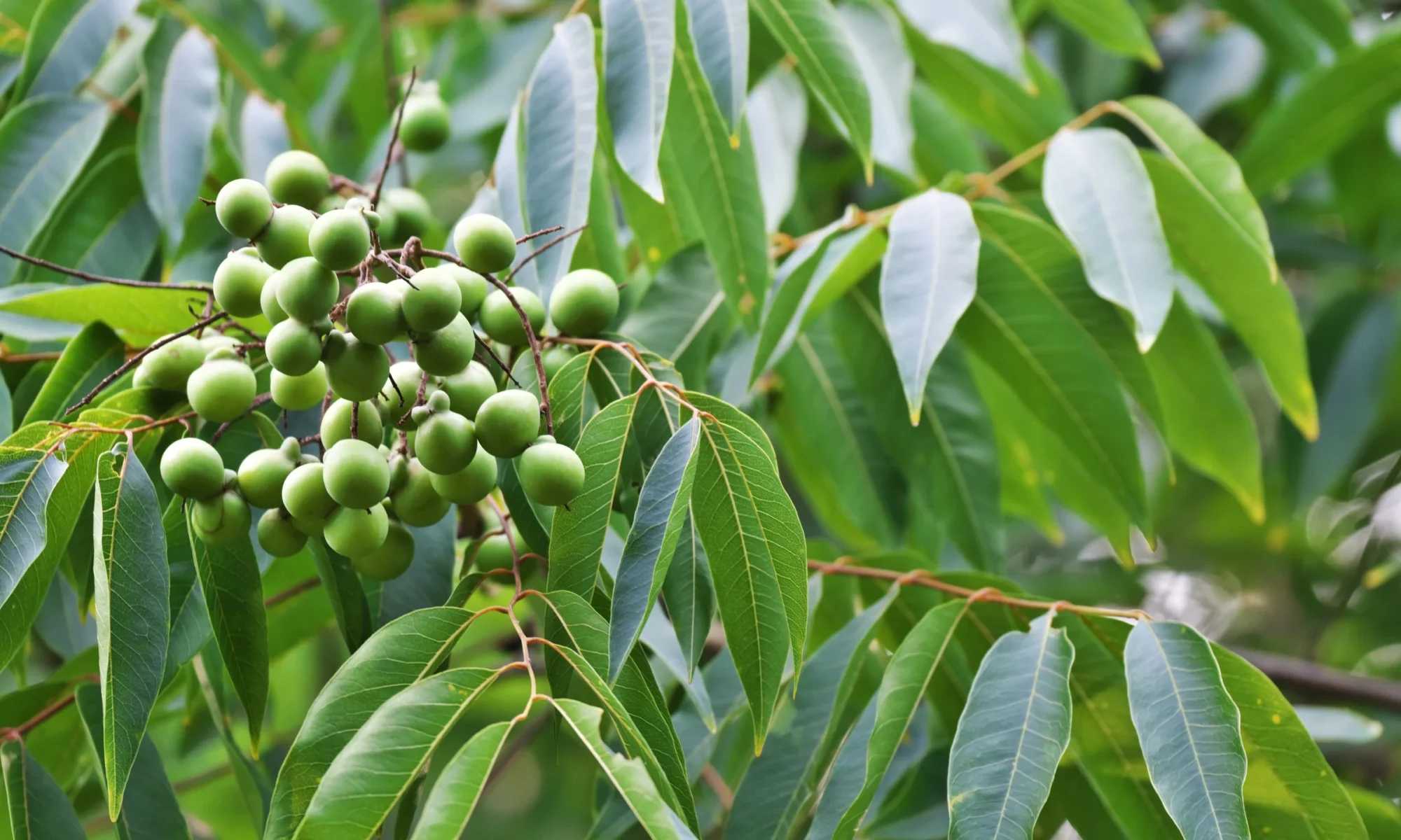 Sapindus trifoliatus