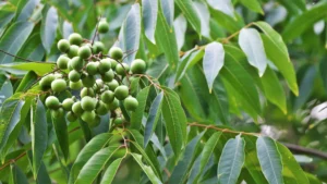 Sapindus trifoliatus