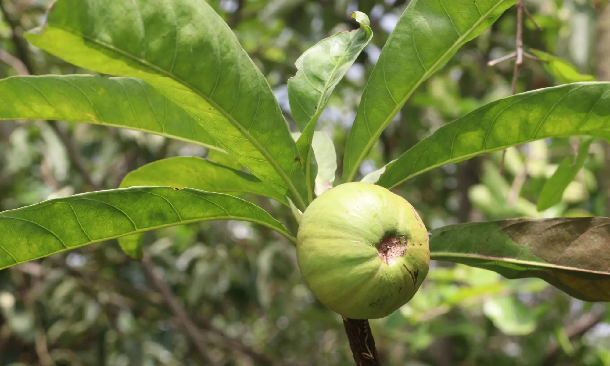 vetasamla ( Garcinia pedunculata)