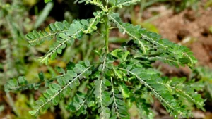 Bhuiamla (Phyllanthus niruri)