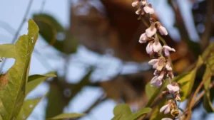 Bidari Kand (Pueraria tuberosa)