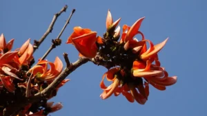 Palash Pushpa (Butea monosperma)