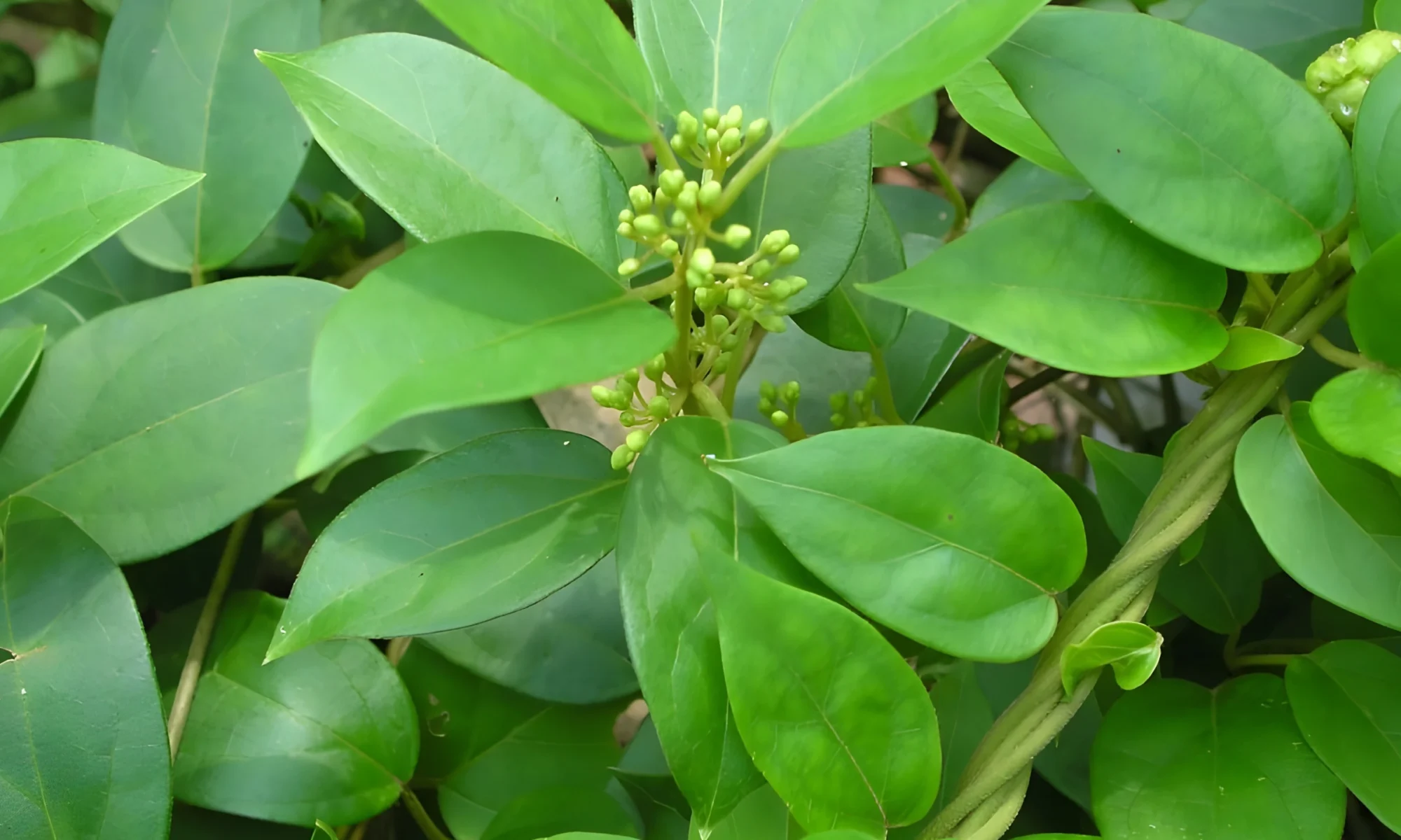 Gudmar (Gymnema sylvestre)