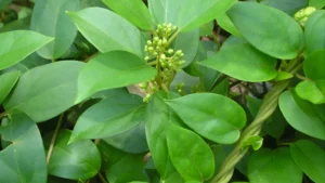 Gudmar (Gymnema sylvestre)