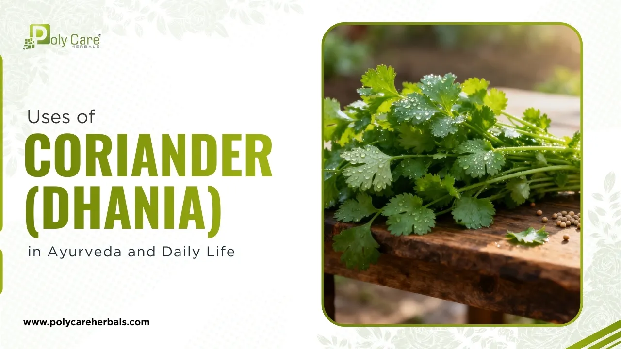 Coriander (Coriandrum sativum)