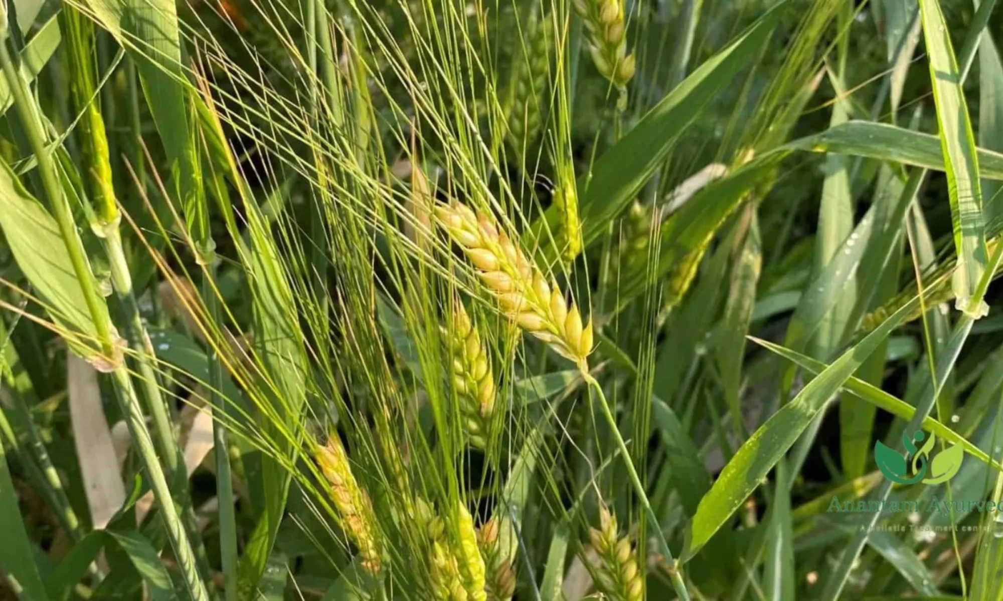 Yavakashar (Hordeum vulgare)