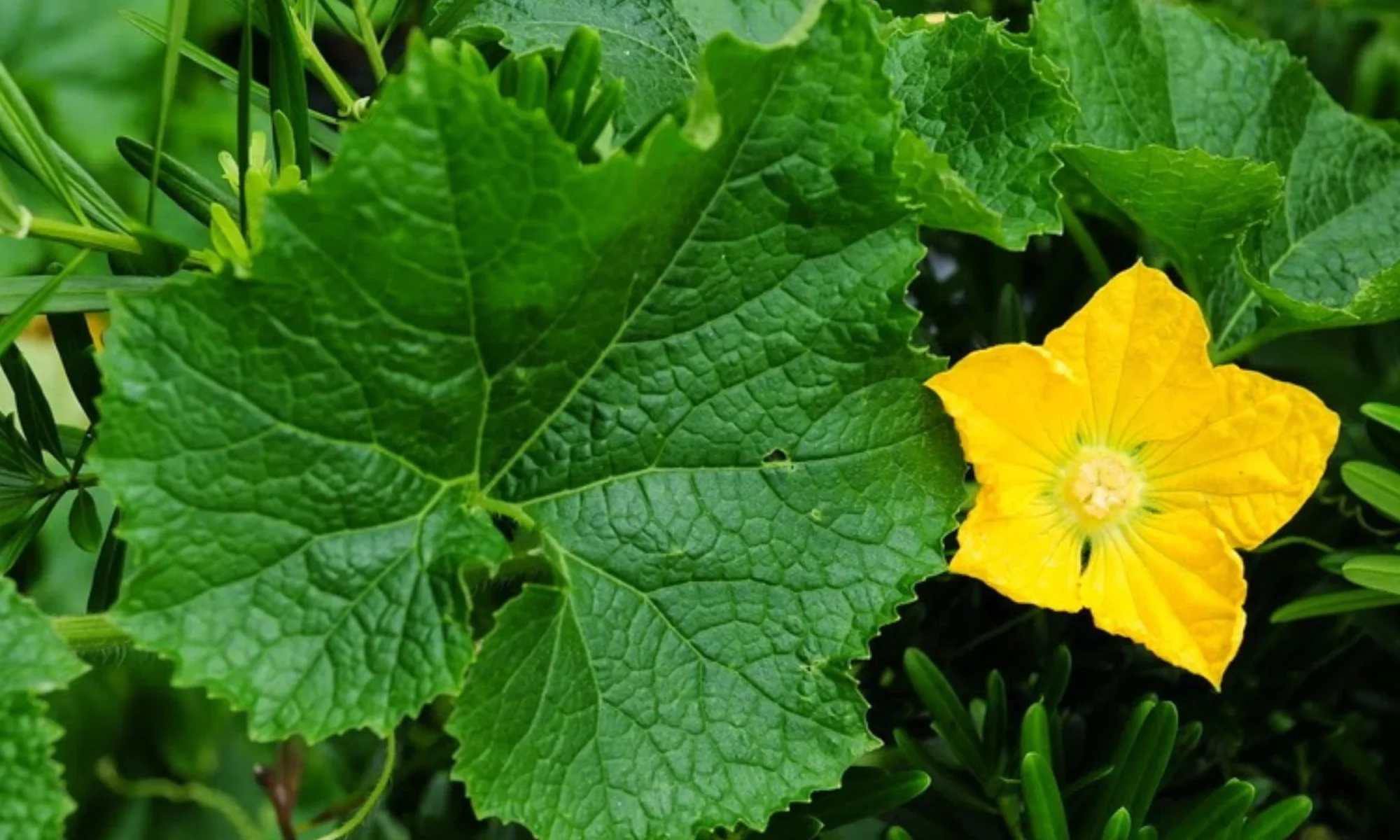 Kushmanda (Benincasa hispida)