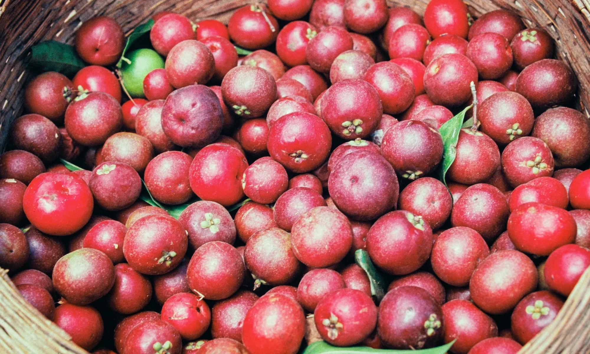 KOKUM (Garcinia indica)