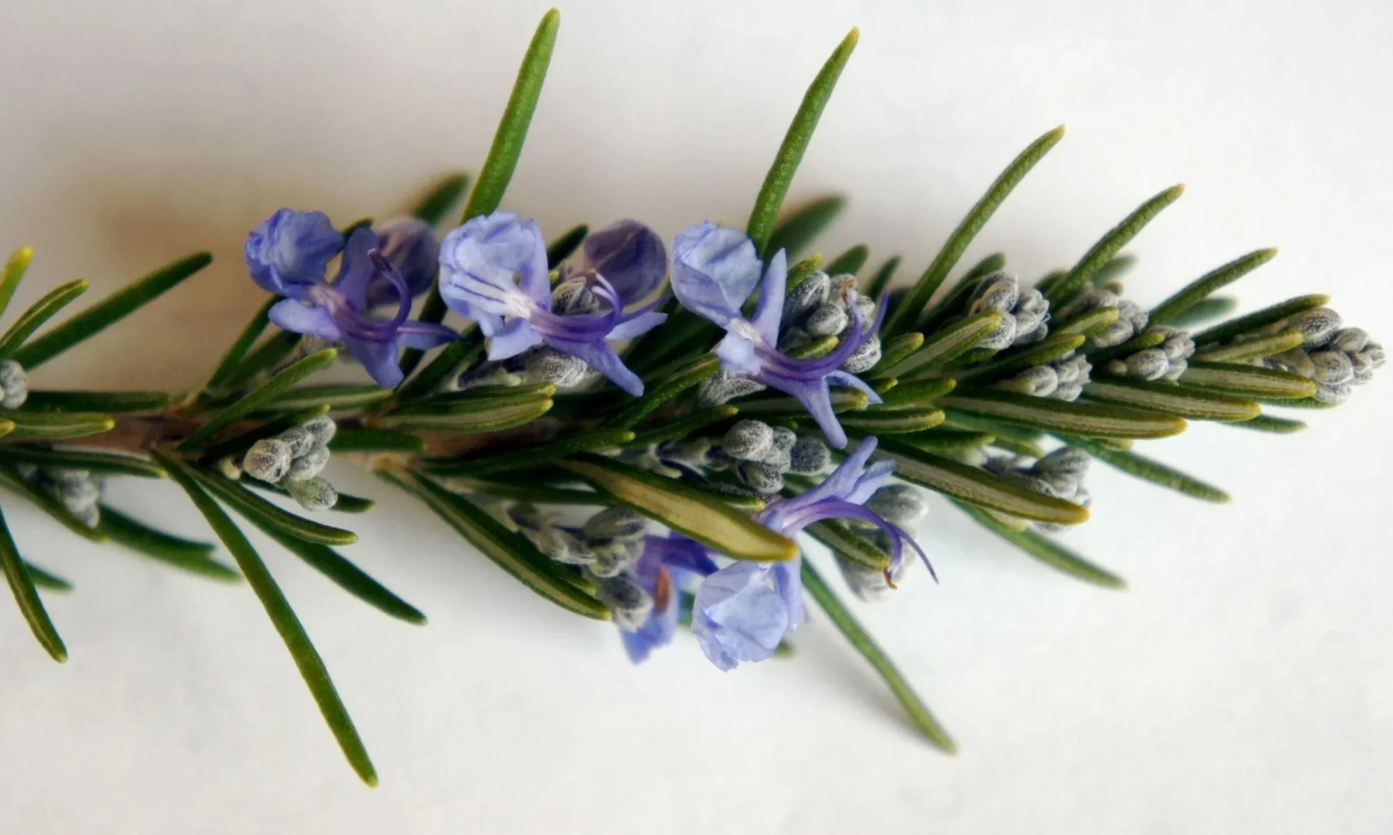ROSEMARY (Rosmarinus officinalis)