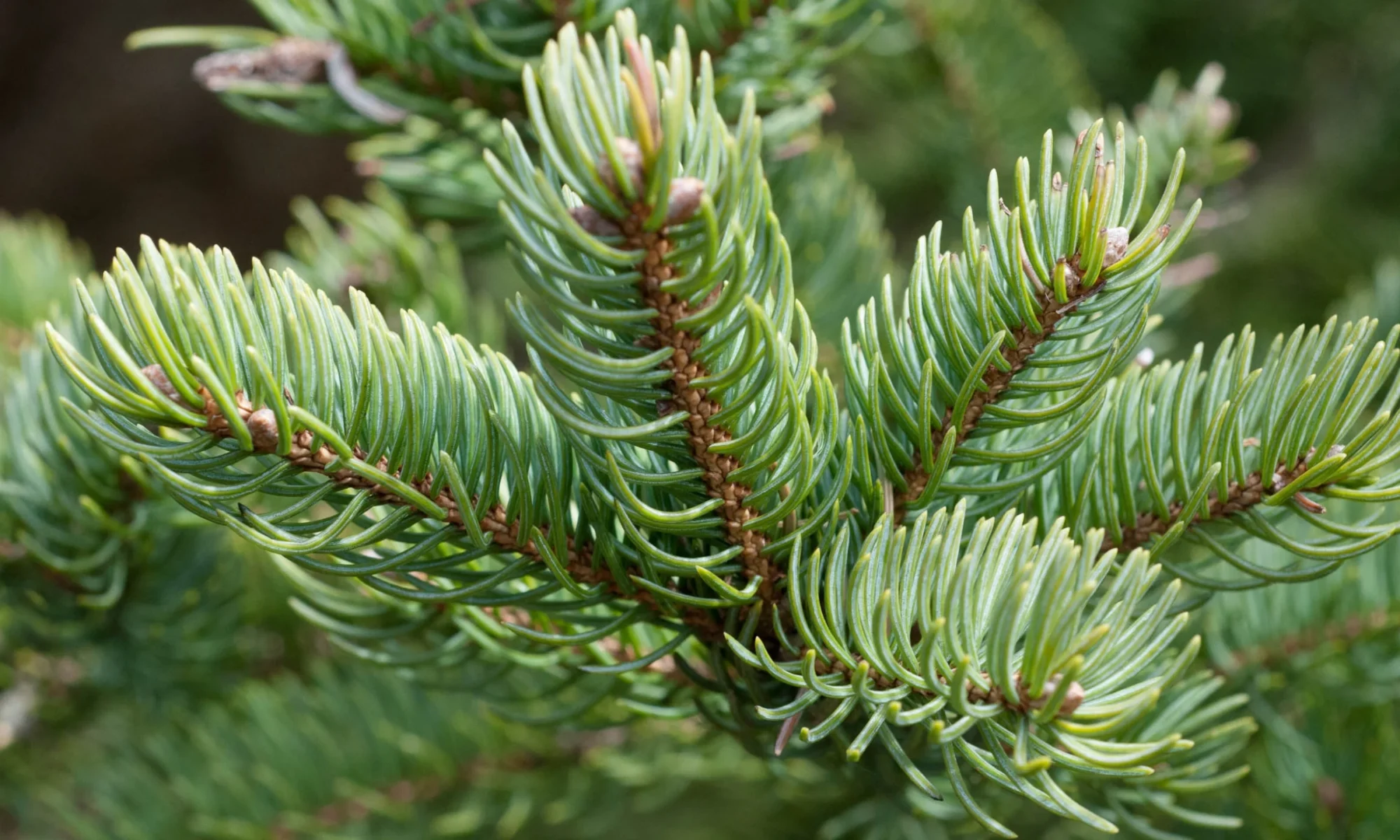 Talish patra (Abies Webbiana)