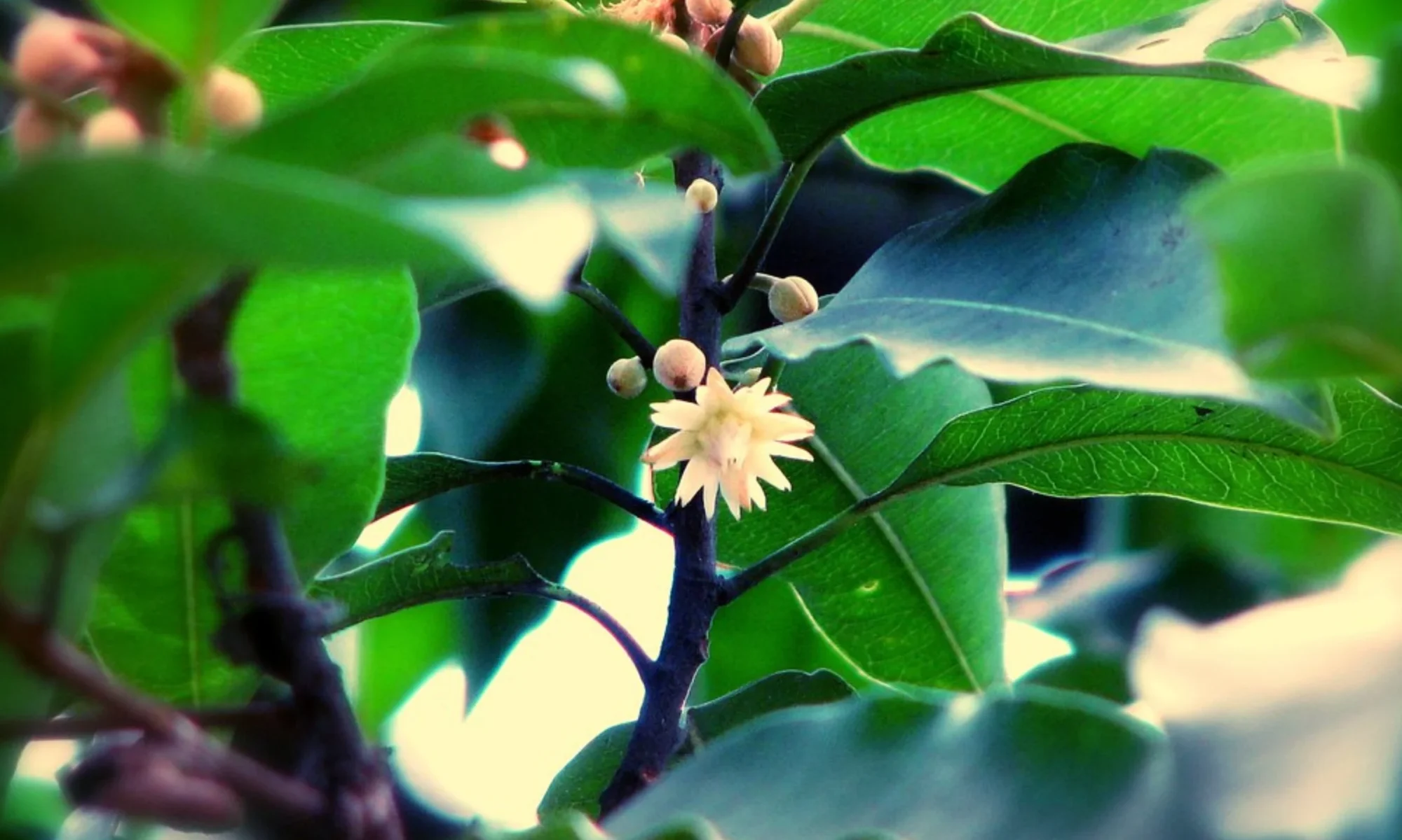 Bakul (Mimusops elengi)